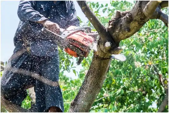 tree services Kanarraville